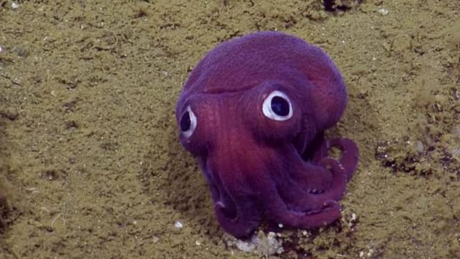 Cientistas descobrem criatura adorável com olhar peculiar no oceano Pacífico