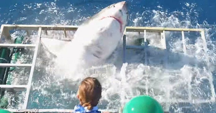 Tubarão branco invade jaula com mergulhador dentro