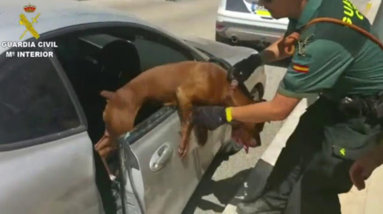 Guarda Civil quebra vidro de carro para salvar cadela à beira da asfixia