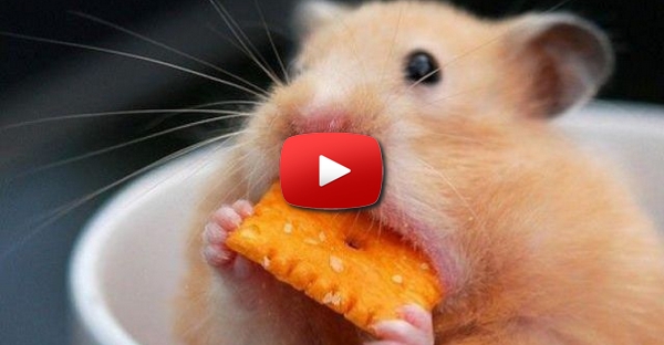 Hamster "armazena" 5 cenouras para que ninguém as roube!