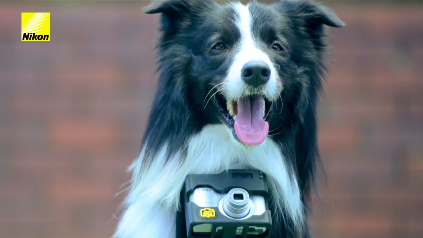 Cão fotógrafo usa um cardiofrequencímetro para tirar fotos quando se emociona