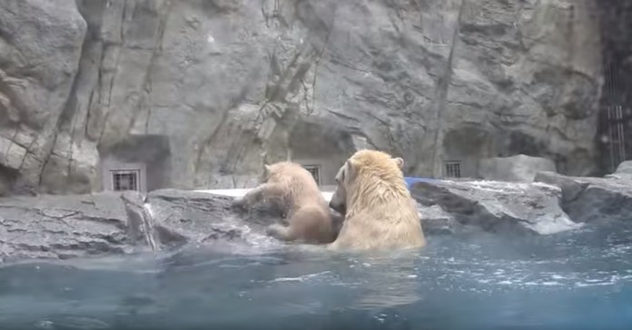 Urso polar bebé cai à água e a sua mãe corre para o salvar
