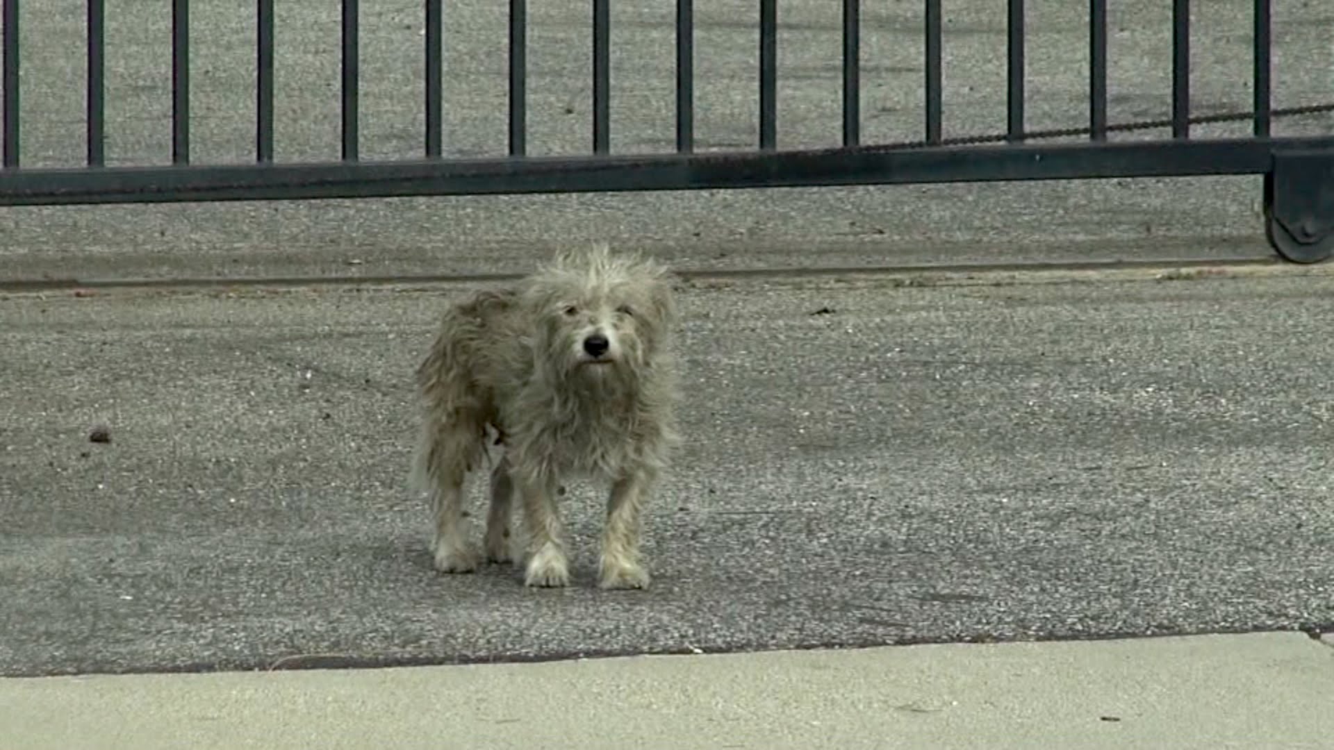 Este cãozinho foi abandonado e agora tem muito medo das pessoas para poder ser ajudado