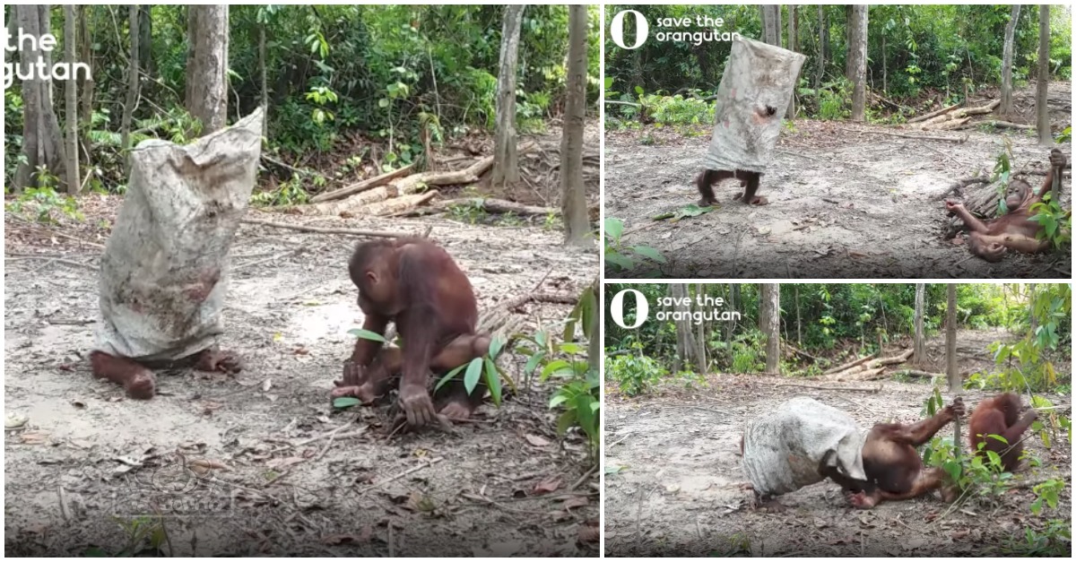 Orangotango disfarça-se de fantasma para chamar a atenção do amigo para a brincadeira