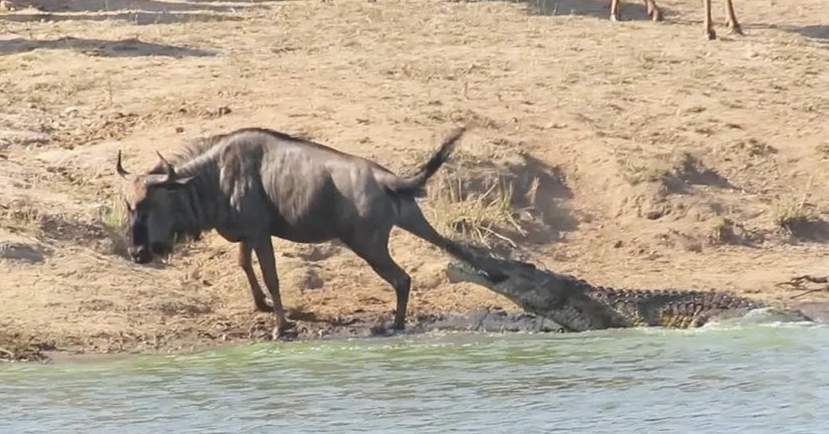 Hipopótamos salvam gnu atacado por crocodilo