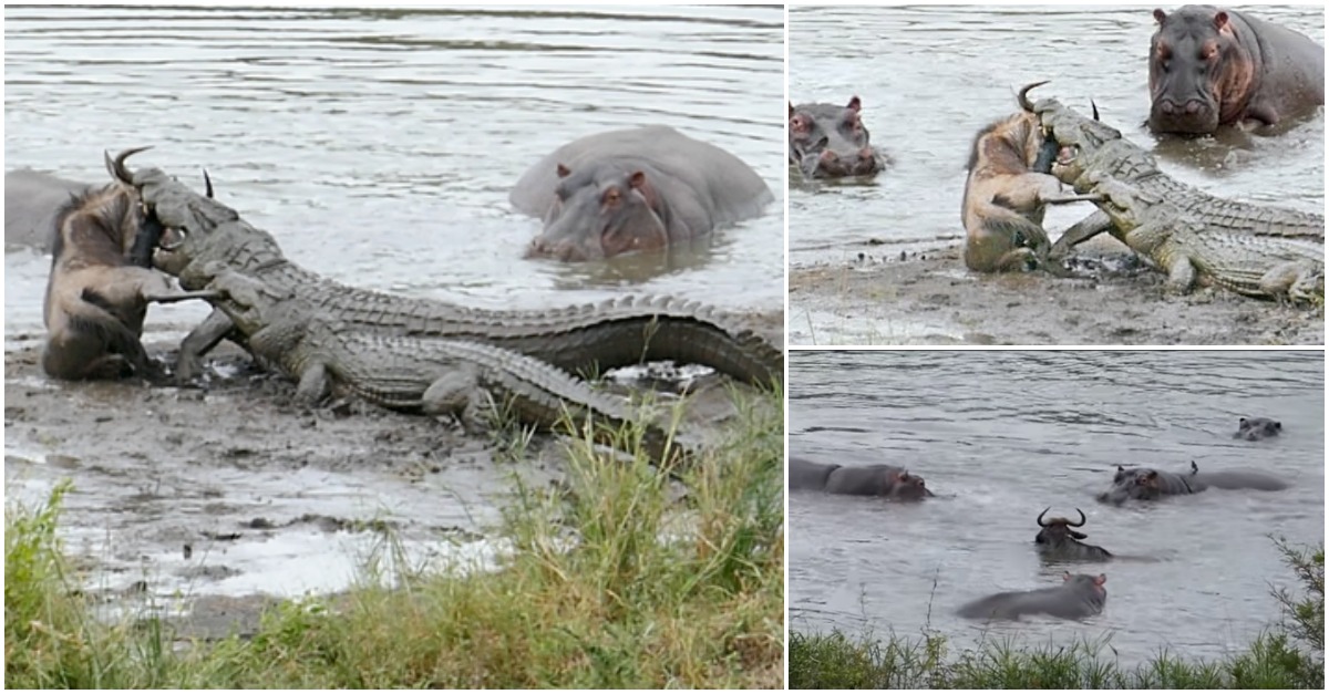 Grupo de hipopótamos salvam gnu já na boca dos crocodilos e acompanham o animal até fora da água