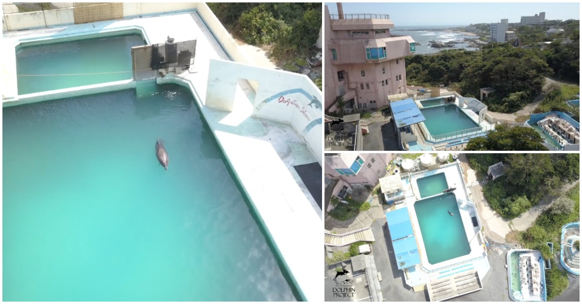 Imagens de drone mostram golfinho abandonado numa piscina de um parque aquático encerrado