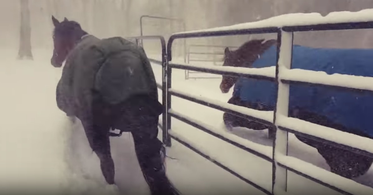2 cavalos reagem de forma sincronizada ao perceberem do frio que está