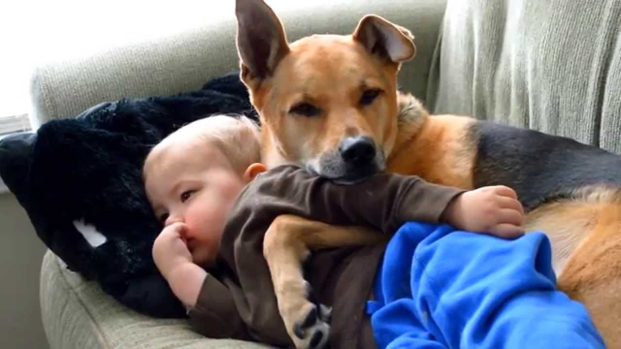 Cachorrinho reconforta menino doente