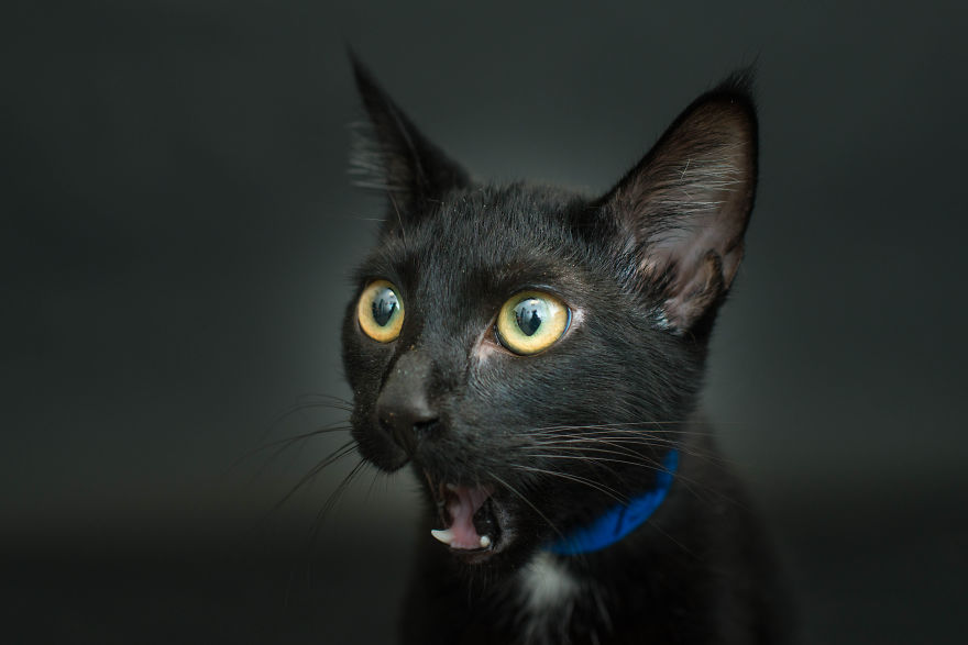 Fotografa faz sessão com gatinhos pretos porque eles são os últimos a ser adotados