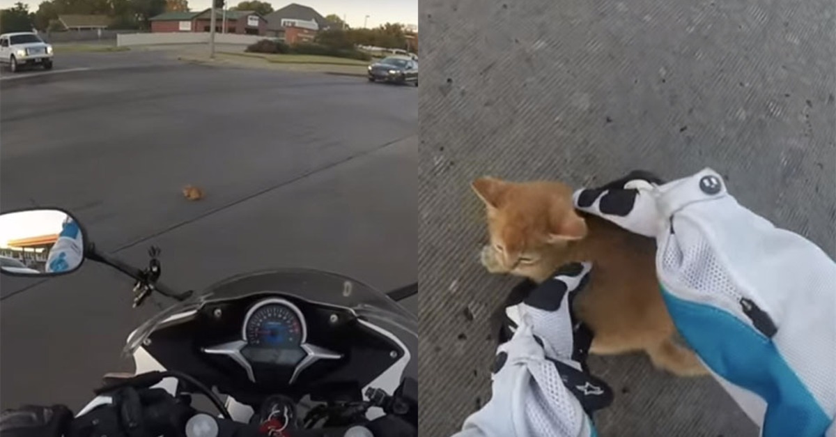 Motociclista heroína salva gatinho perdido no meio de uma rua movimentada