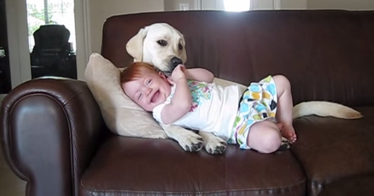 A alegria deste cão a brincar com um bebé vai animar o teu dia