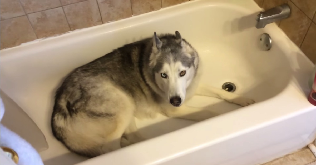 Husky adora fazer bolinhas na água da sua tigela