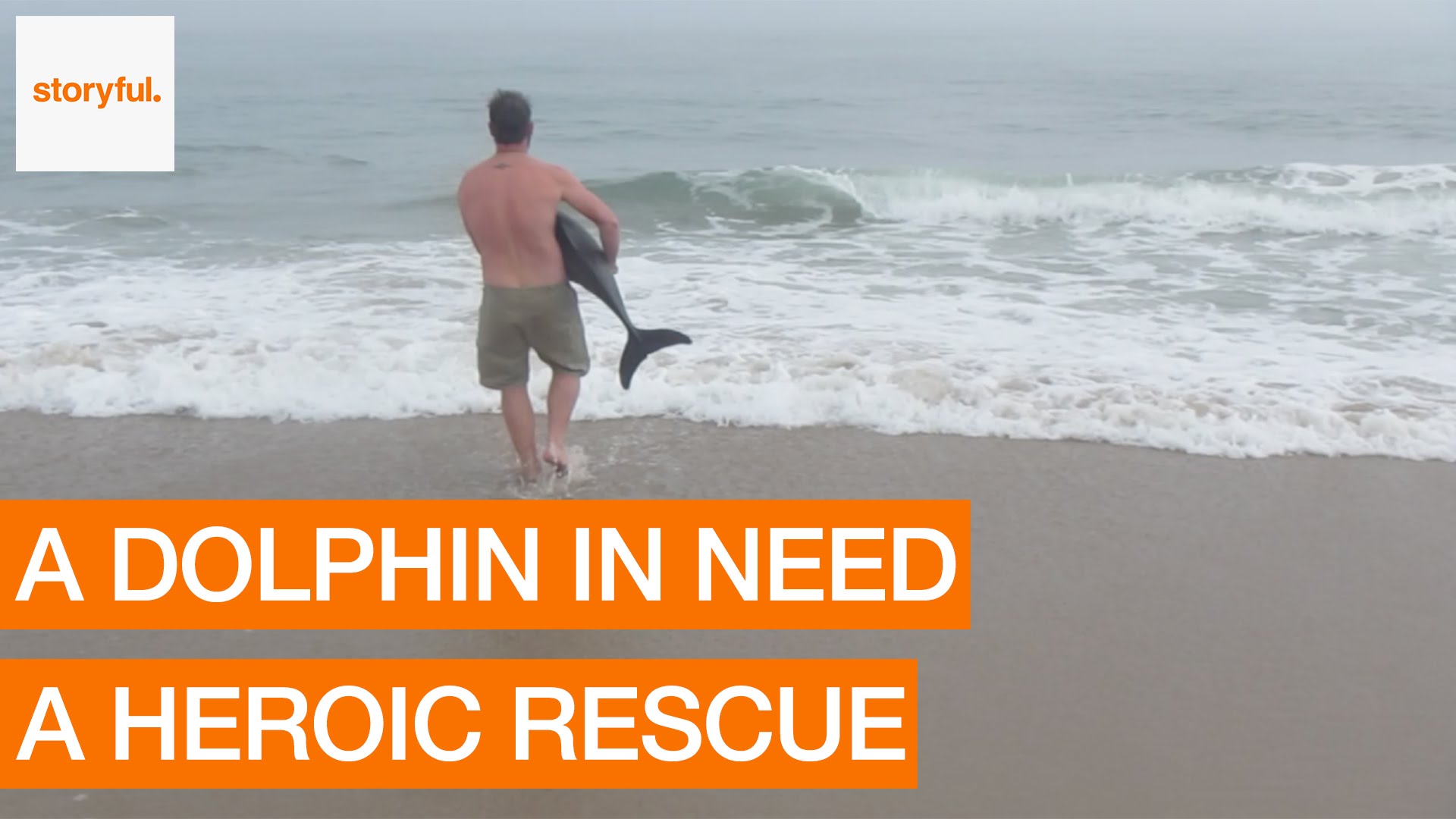 Homem ajuda golfinho preso na areia a voltar ao mar