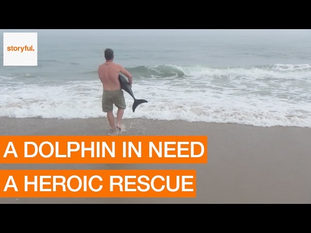 Herói do dia ajudou golfinho preso na areia a voltar ao mar