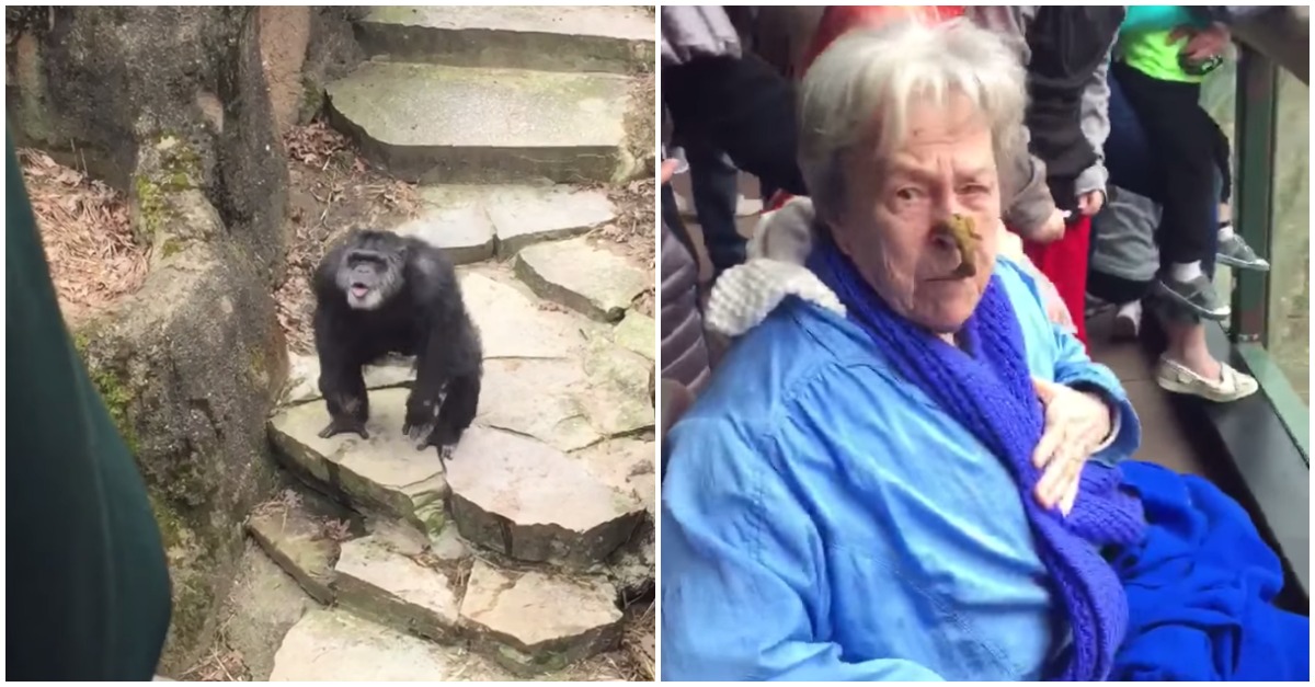 Chimpanzé atira cocó e acerta numa avó que foi ao Zoo