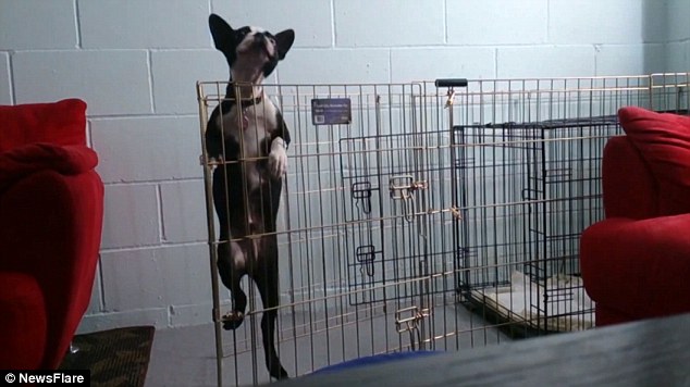Estes cães aprenderam a fugir da jaula