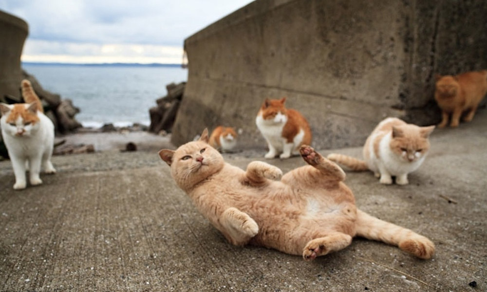 Fotógrafo regista a realidade de Fukuoka, uma ilha dominada por gatos