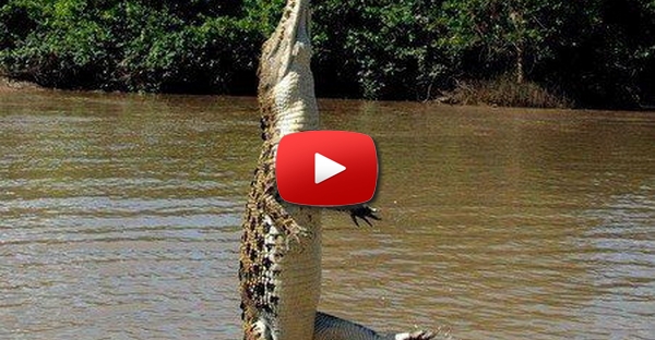 Este crocodilo quase que voa!