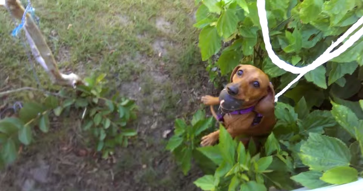 Cão ajuda a recuperar a bola que foi para o jardim do vizinho