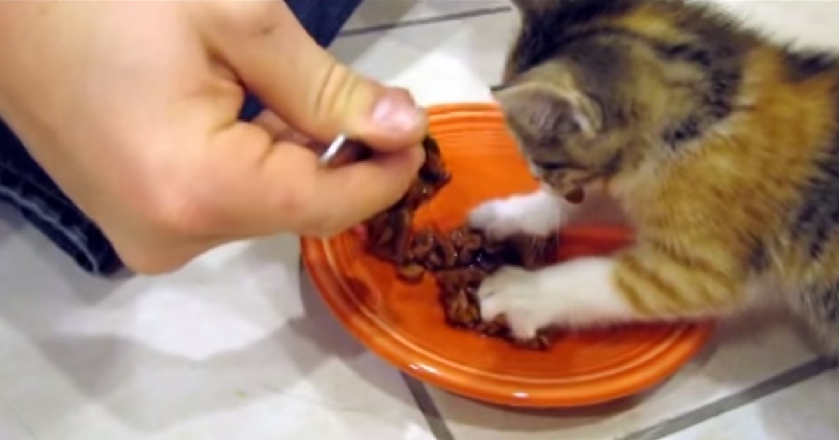 Este gatinho não gosta nada da ideia de partilhar a sua comida