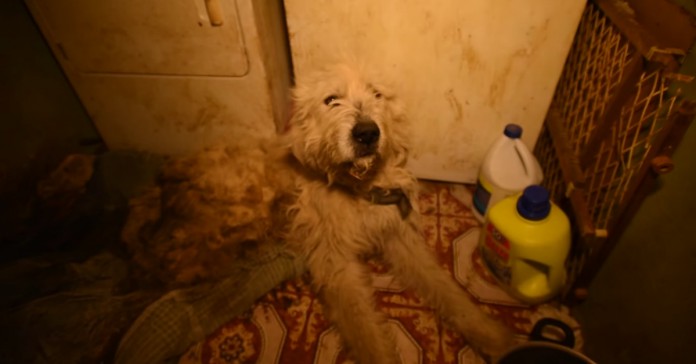 Família muda-se de casa e abandona o seu cão. Felizmente foi resgatado!