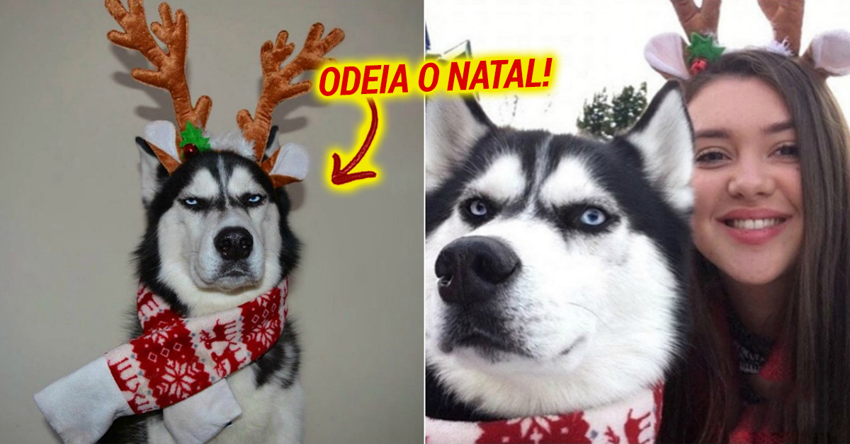 Este husky odeia o Natal… e as fotos provam-no!