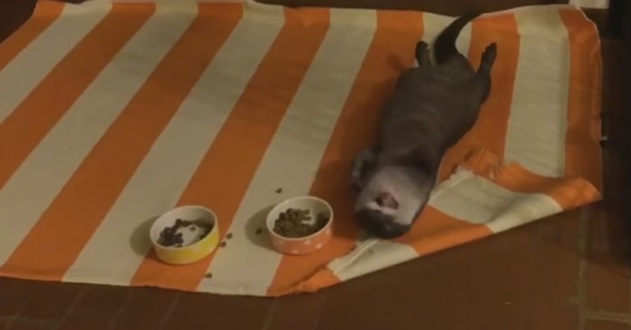 Lontra preguiçosa descobre os prazeres de comer deitada