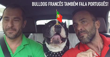 O famoso Bulldog francês também fala português!
