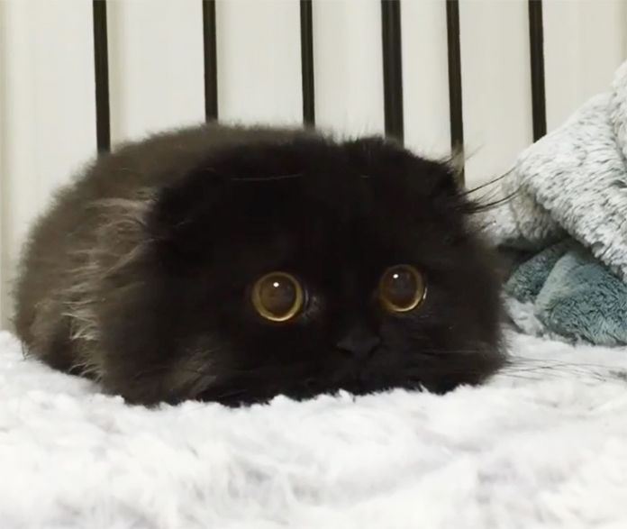 Gimo, o gato com o olhar mais fofo do mundo