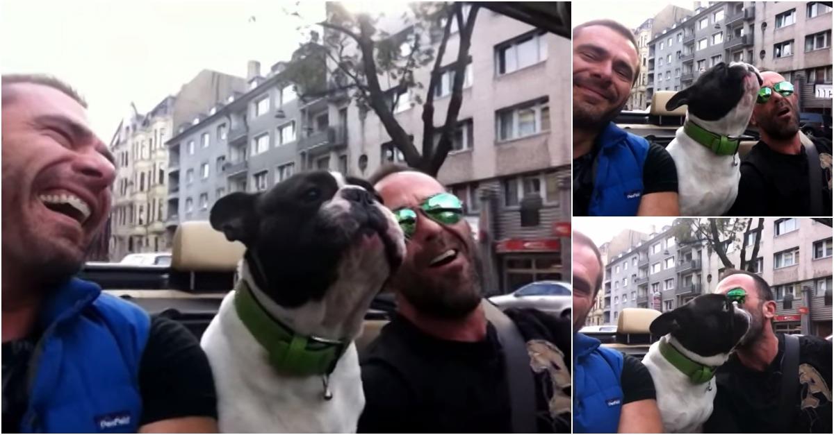 Bulldog Francês faz dueto com o seu dono