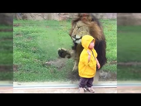 Leão ataca criança no zoo mas esbarra no vidro