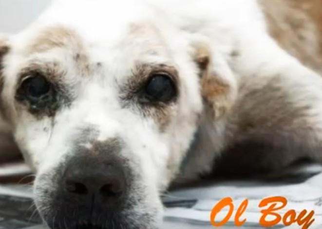 Cão idoso realiza seu último desejo antes de morrer: ser amado pela primeira vez na sua vida