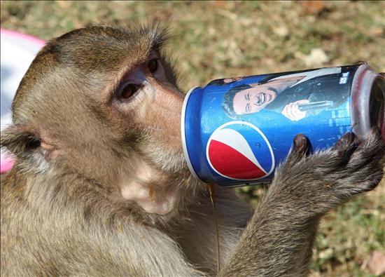 Macaco compra bebida numa máquina!!!