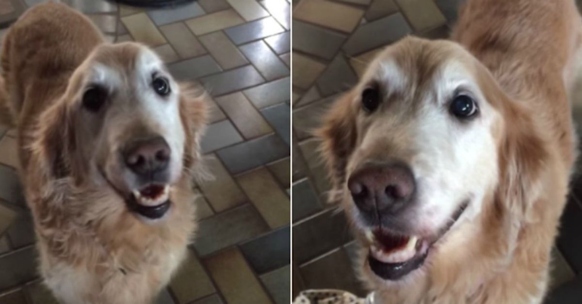 Mágico faz desaparecer biscoitos mesmo em frente a alguns cães. As reações são espetaculares!