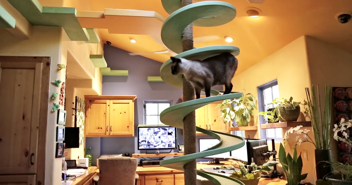 Designer transforma a sua casa num verdadeiro paraíso para gatos