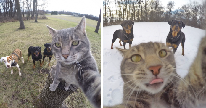 Este gato tem mostrado que sabe tirar boas selfies