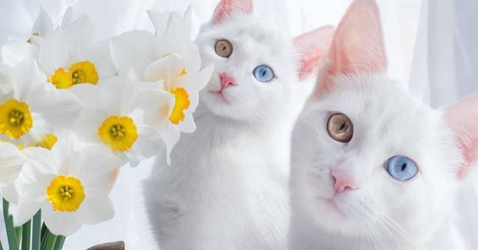 Conhece as gatas gémeas mais bonitos do mundo