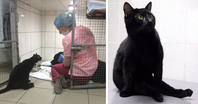 Gato preto que não consegue andar, cuida de outros animais e já salvou vidas