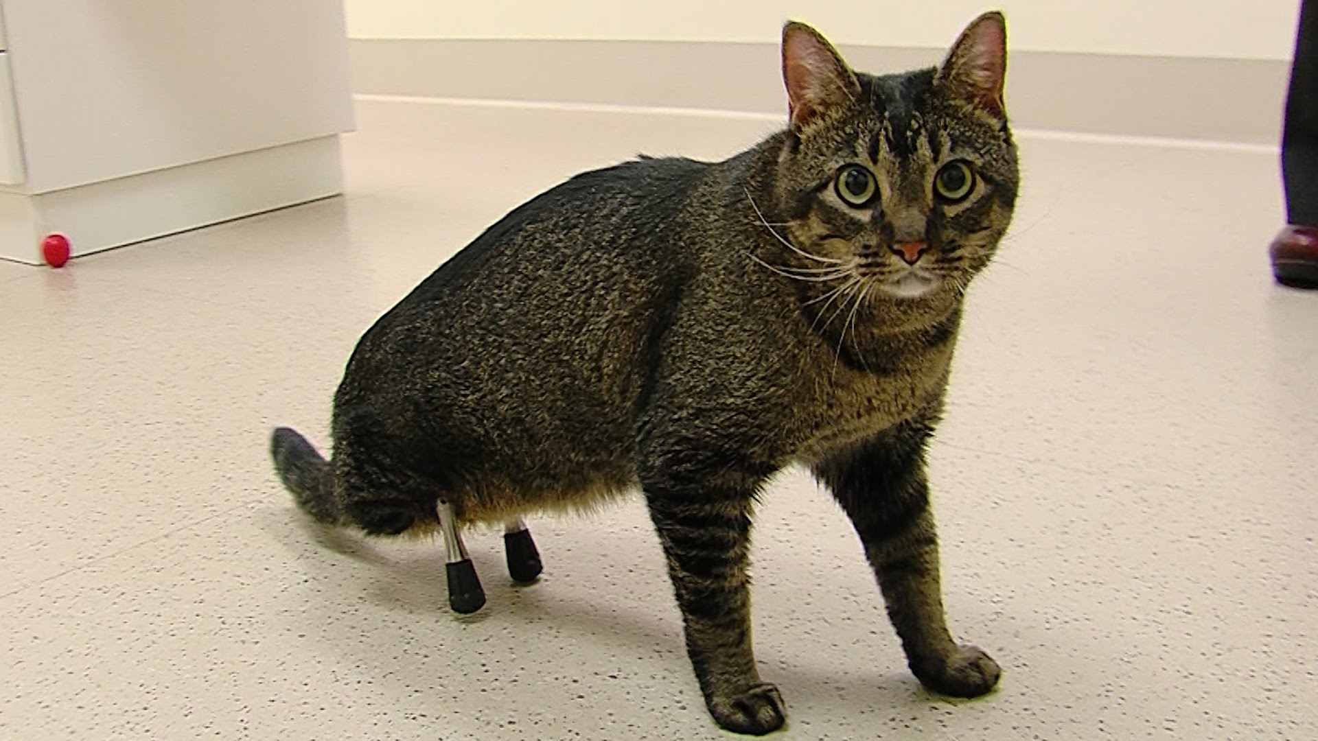 Gato anda pela primeira vez depois de receber implantes de titânio