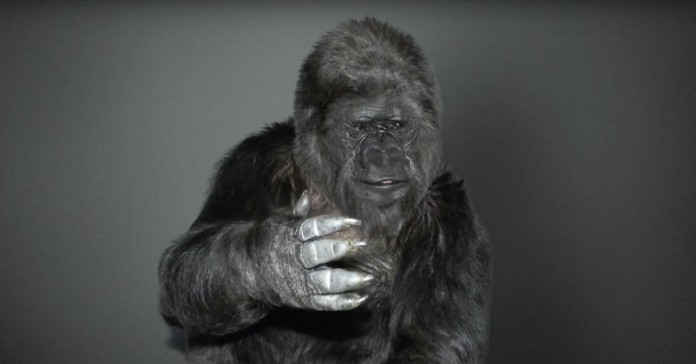 A única gorila do mundo que consegue comunicar com humanos deixa mensagem emocionante
