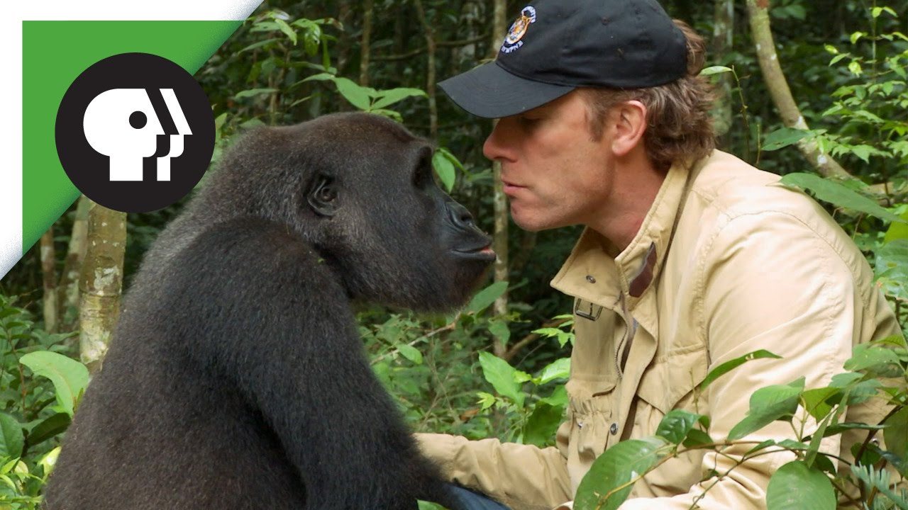 Reencontrou o gorila que salvou há 5 anos atrás
