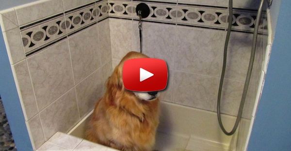 Cachorrinhos ansiosos pela hora do banho