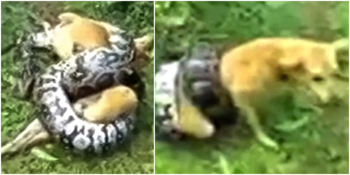 Homem salva o seu cão do ataque de uma cobra python