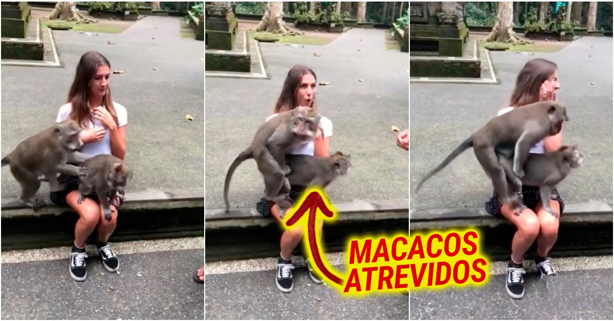 Macacos resolvem acasalar no colo de uma turista