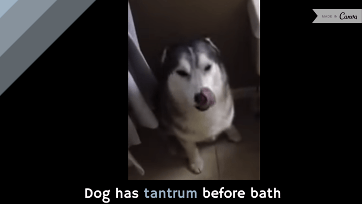 Husky faz de tudo para não tomar banho