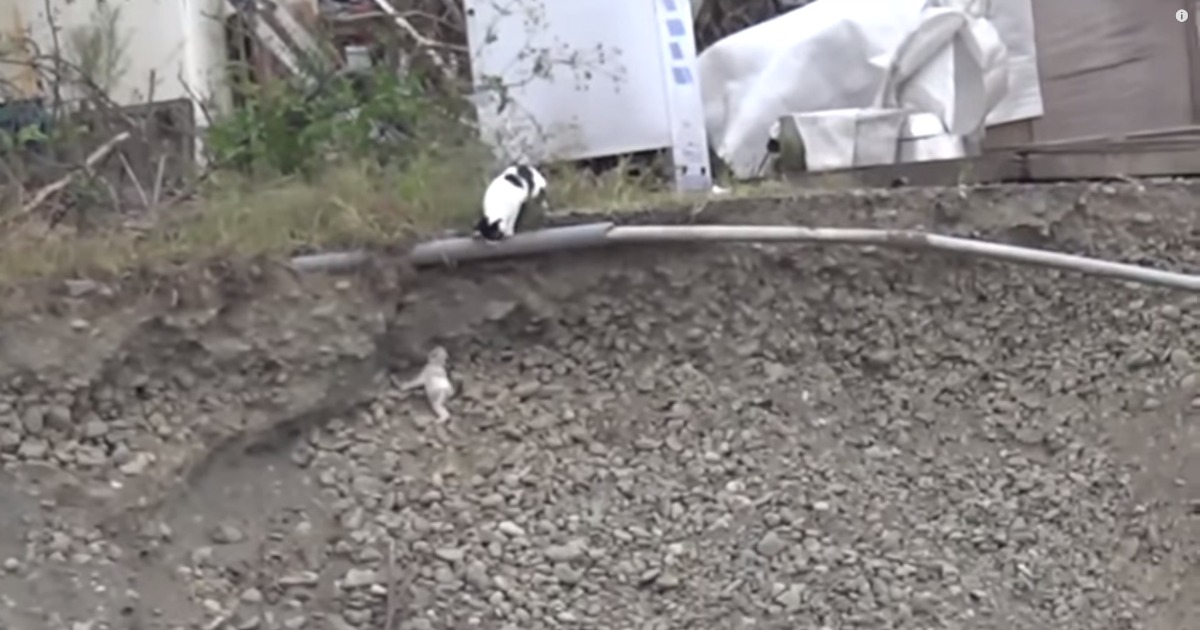 Uma mãe salva o seu gatinho que caiu num local perigoso