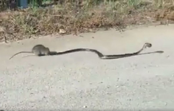 Rato corajoso enfrenta cobra que levava o seu filho na boca