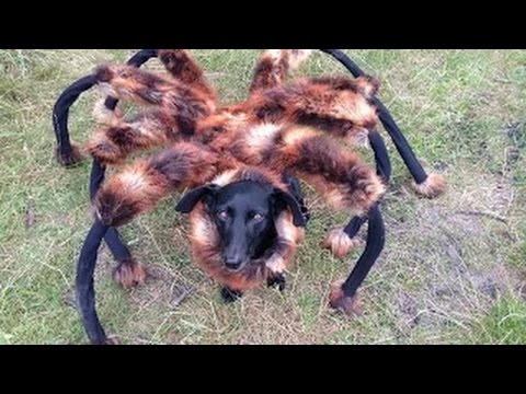 Cão-aranha aterroriza cidadãos em espaços públicos