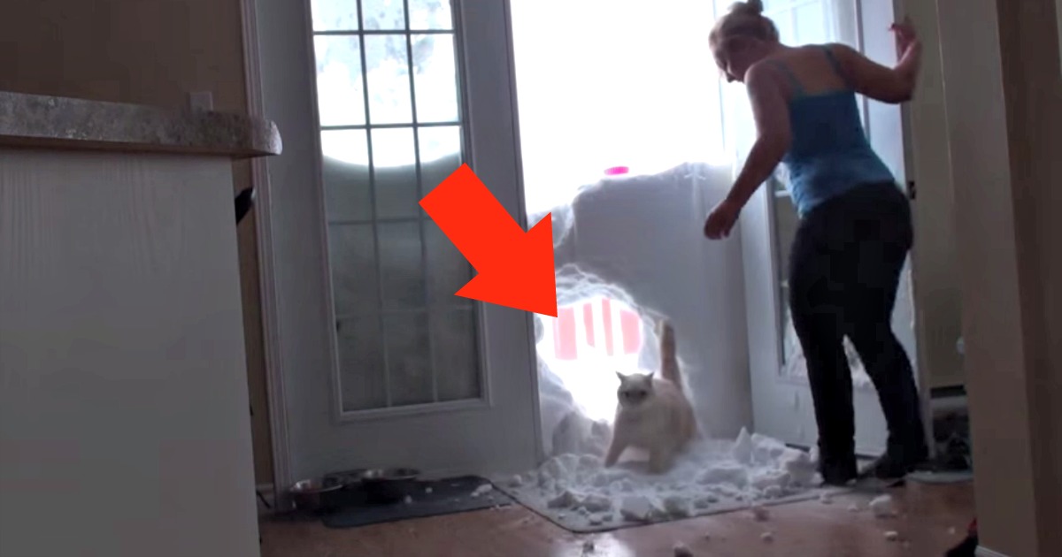Gato atravessa uma parede de neve para entrar em casa!